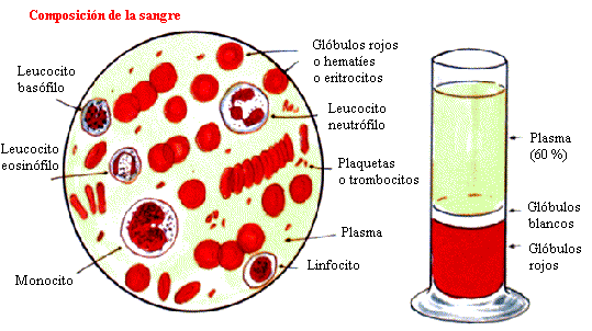 Sangre humana