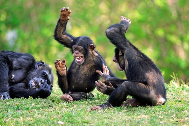 Similitudes entre el chimpancé y el hombre