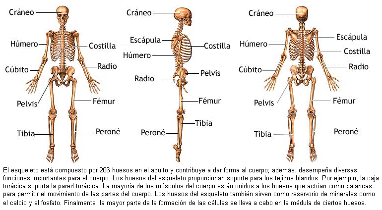 Sistema esqueletico