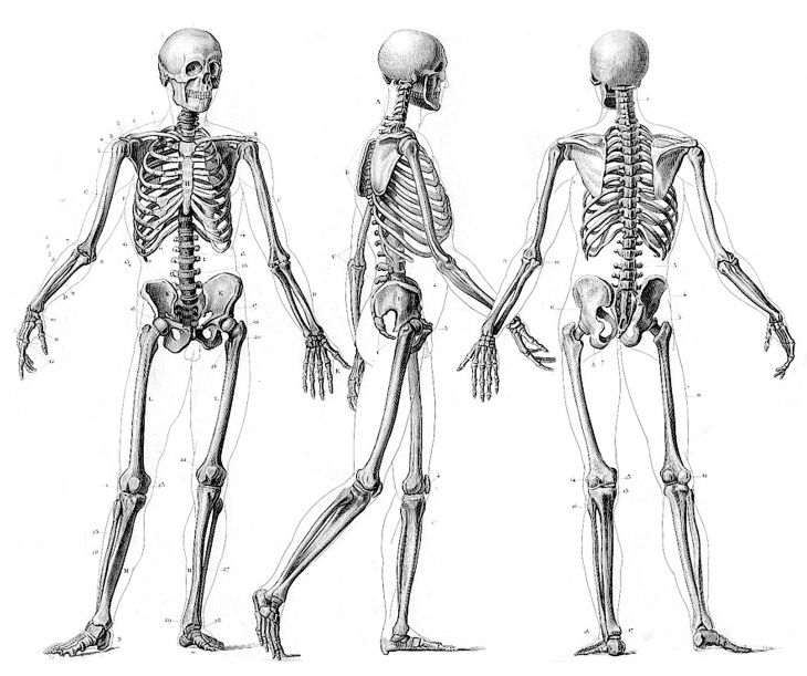 Sistema esqueletico