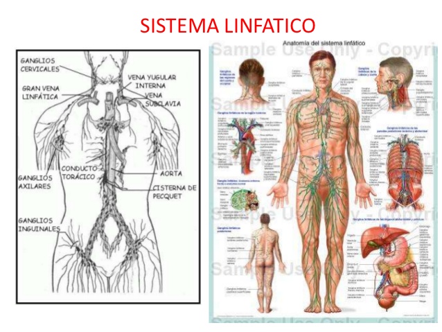 Sistema linfático (cuerpo humano)