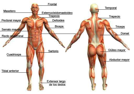 Sistema muscular (cuerpo humano)