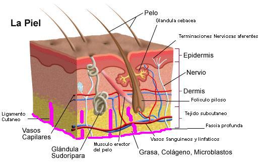 Sistema tegumentario piel