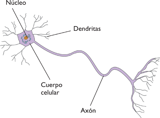 Sobre neuronas