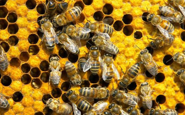 Sociedad de las abejas