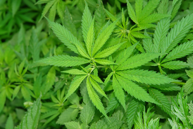 THC – Principal componente activo del cannabis