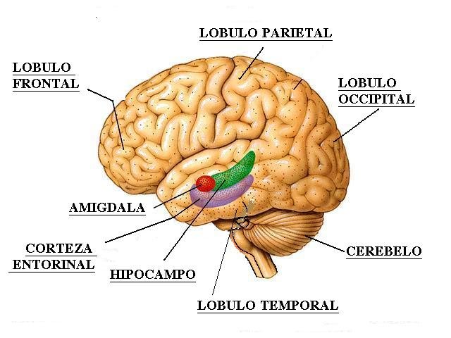 Telencefalo