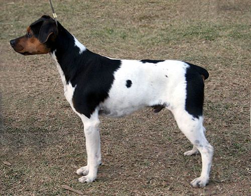 Terrier brasileño