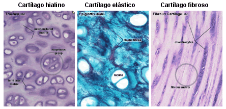 Tipos cartilago