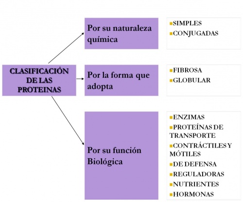 Tipos de proteinas