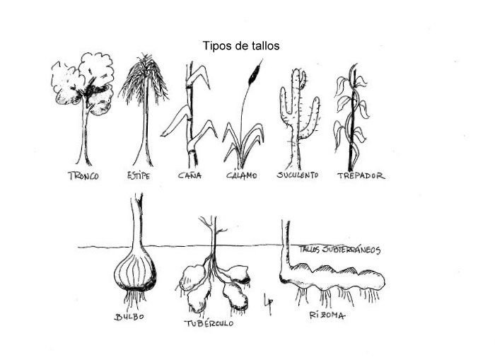 tipos de tallo