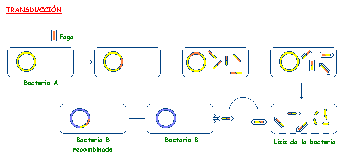 Transduccion bacteriana