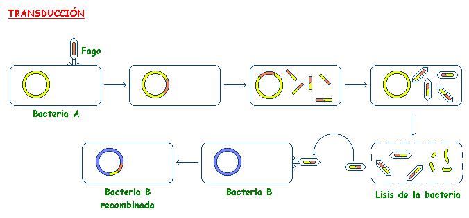 Resultado de imagen de transduccion bacteriana