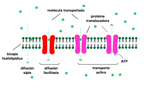 Transporte membranal de sustancias