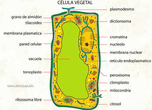Vacuola vegetal