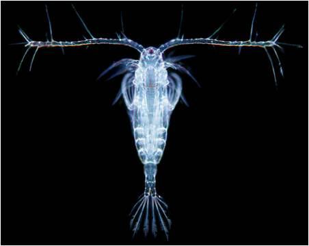 Zooplancton (Biología)