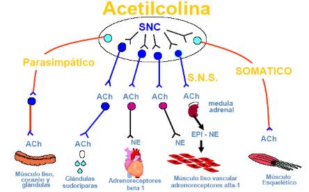 acetilcolina