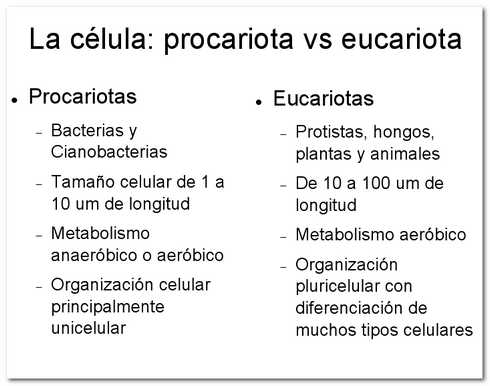 celulas eucariotas y procariotas