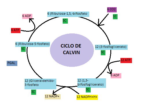 ciclo calvin fotosintesis