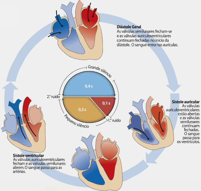 ciclo cardiaco