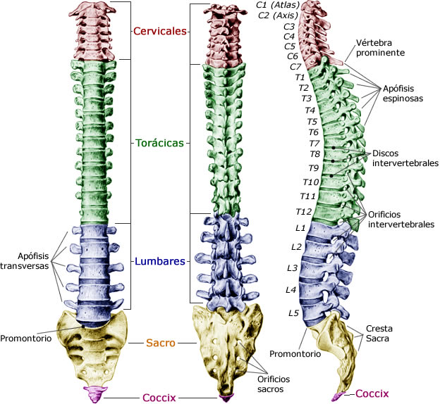 columna vertebral funciones