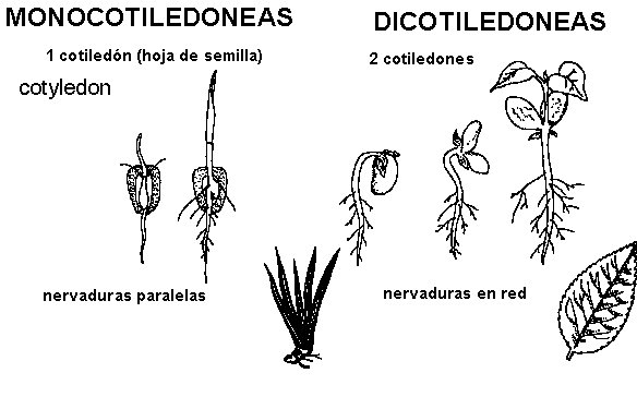 dicotiledoneas y monocotiledoneas