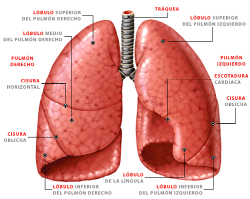 el pulmon