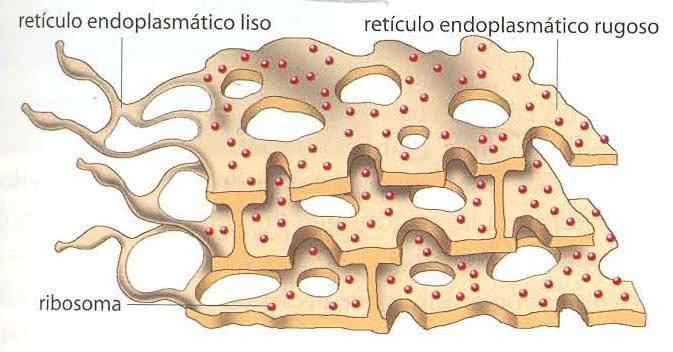 el reticulo endoplasmatico