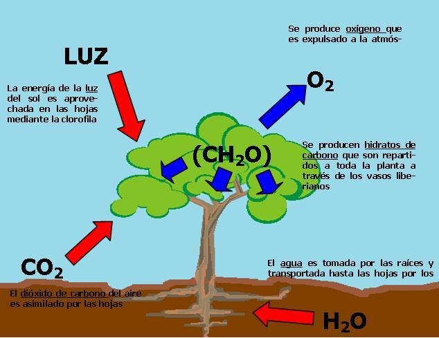 El proceso fotosintético y sus implicaciones - Escuelapedia ...