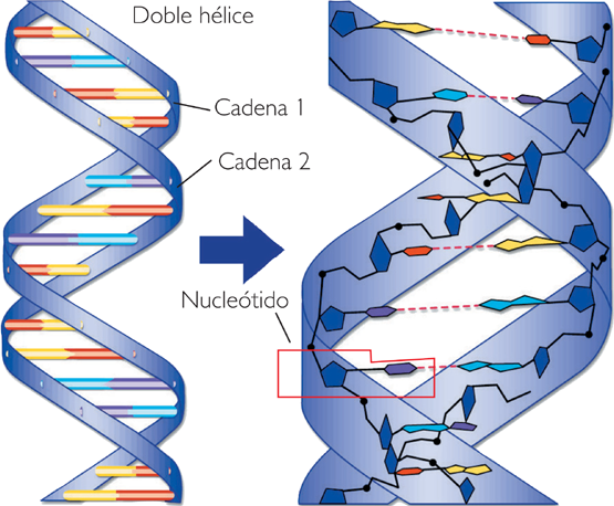 formacion de acidos nucleicos