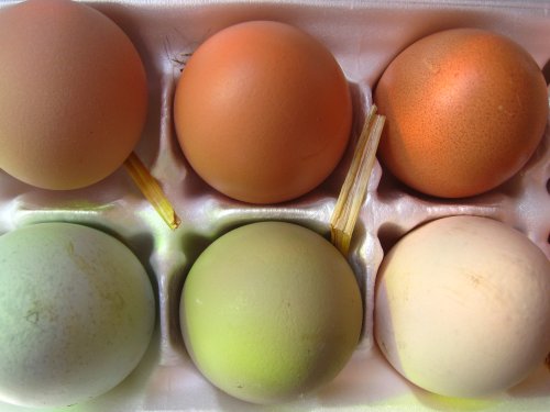 huevos blancos huevos amarillos