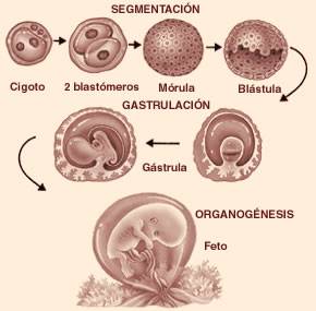 organogenesis desarrollo embrionario