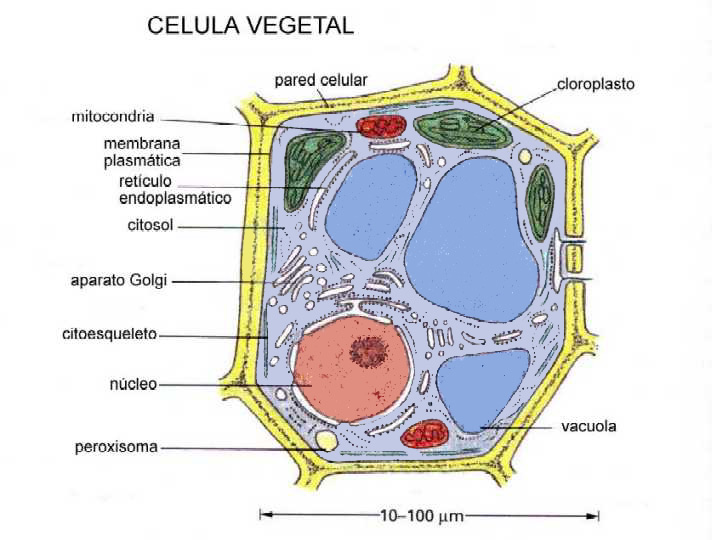 organulos celula vegetal