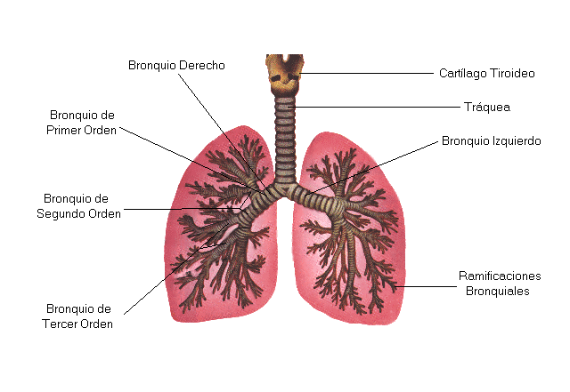 sistema respiratorio funciones