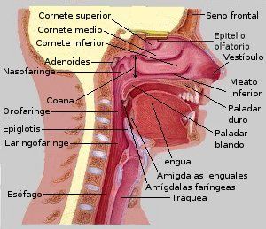 sistema respiratorio superior anatomia