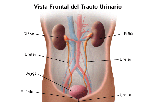 sistema urinario funciones