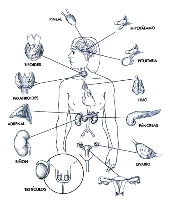 Órganos del cuerpo humano